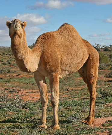 Picture for category camel